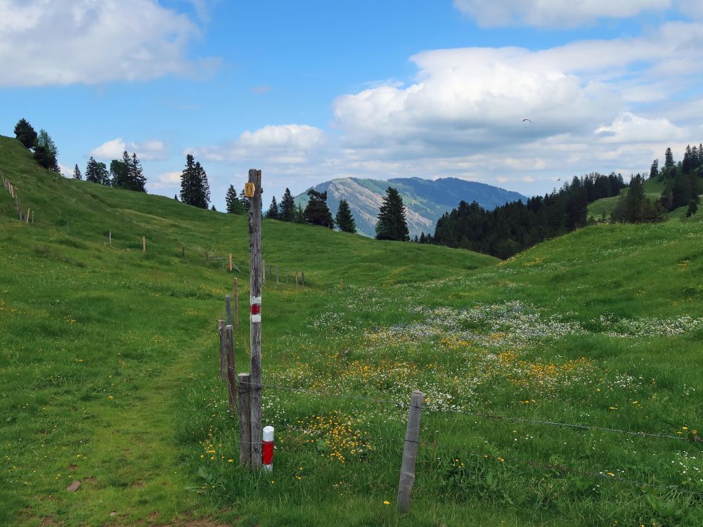 Wiesenpfad und Wildspitz