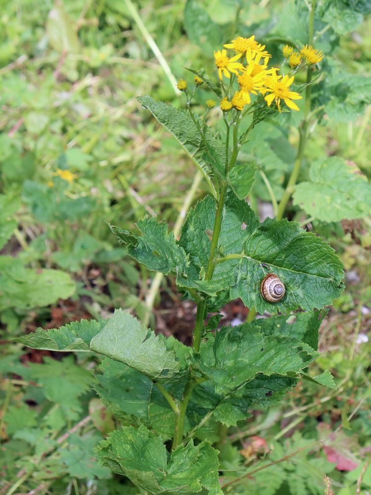 Schnecke auf Alpen-Greiskraut