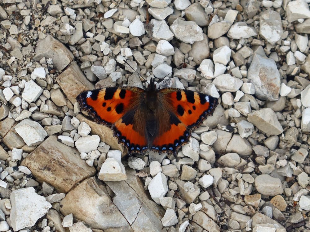 Schmetterling Kleiner Fuchs