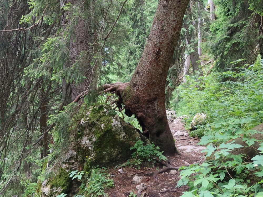 Baum entwurzelt