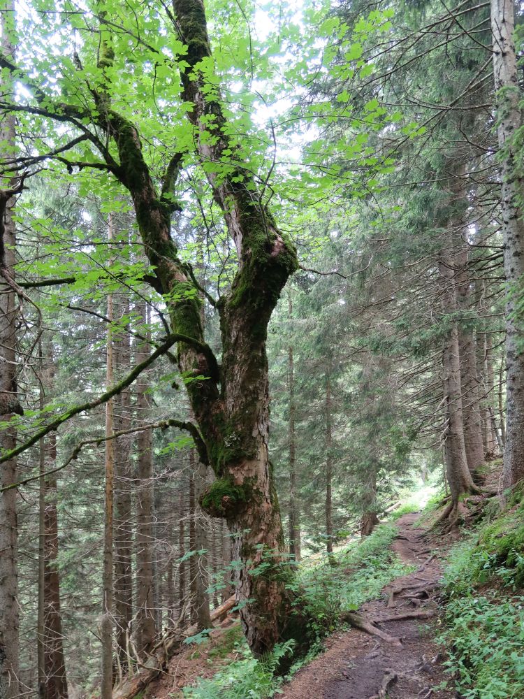 Laubbaum am Wanderweg