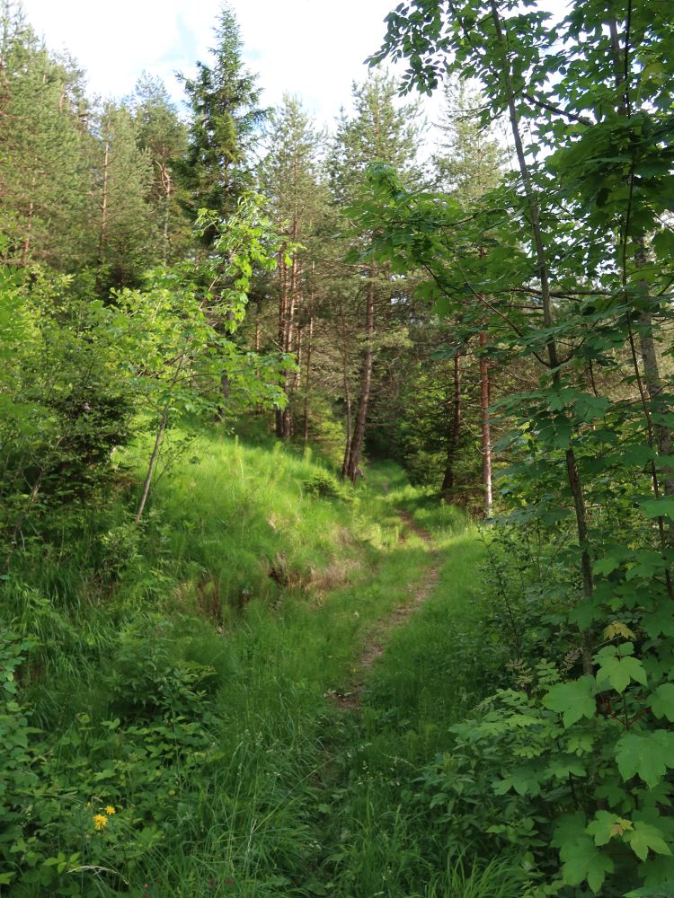 Pfad überm Marulbach