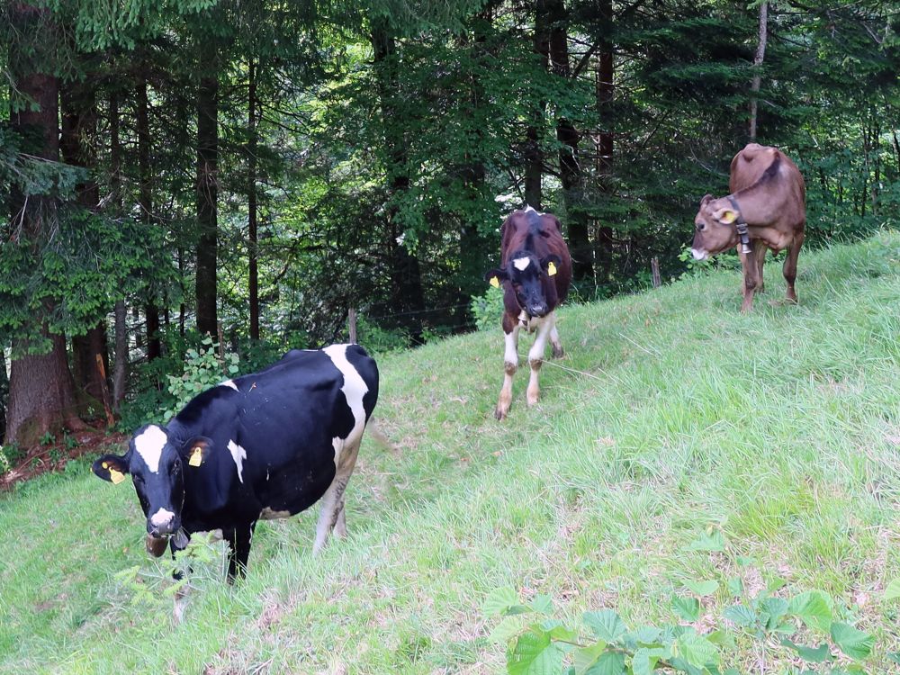 neugierige Kälber