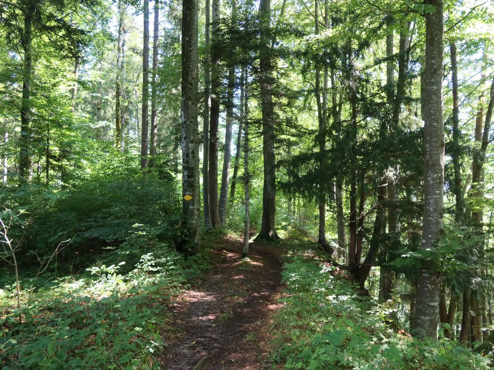 Waldweg