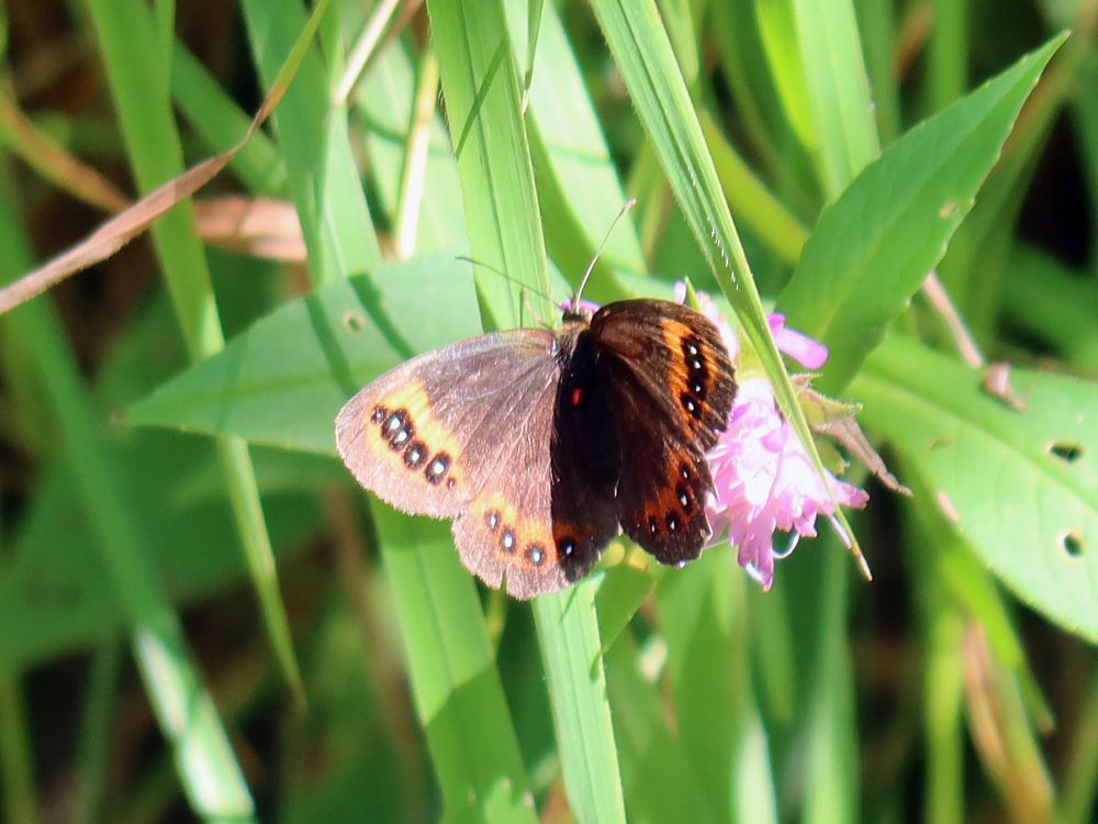 Schmetterling Mohrenfalter