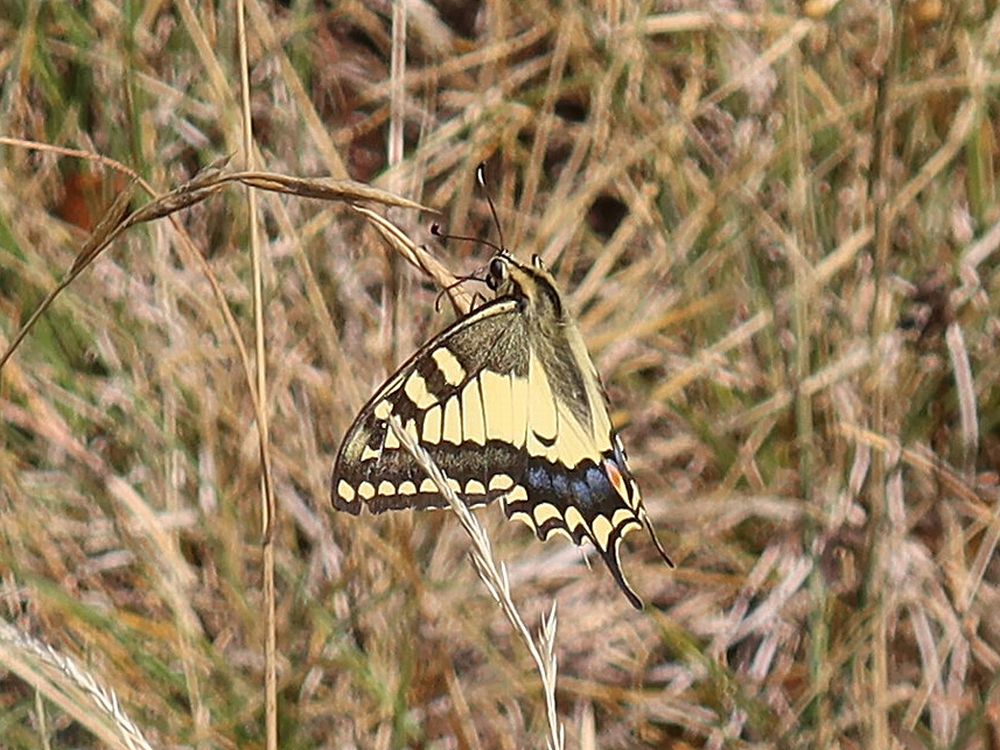 Schmetterling Schwalbenschwanz