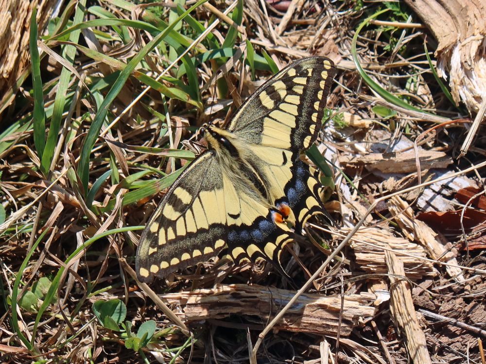 Schmetterling Schwalbenschwanz