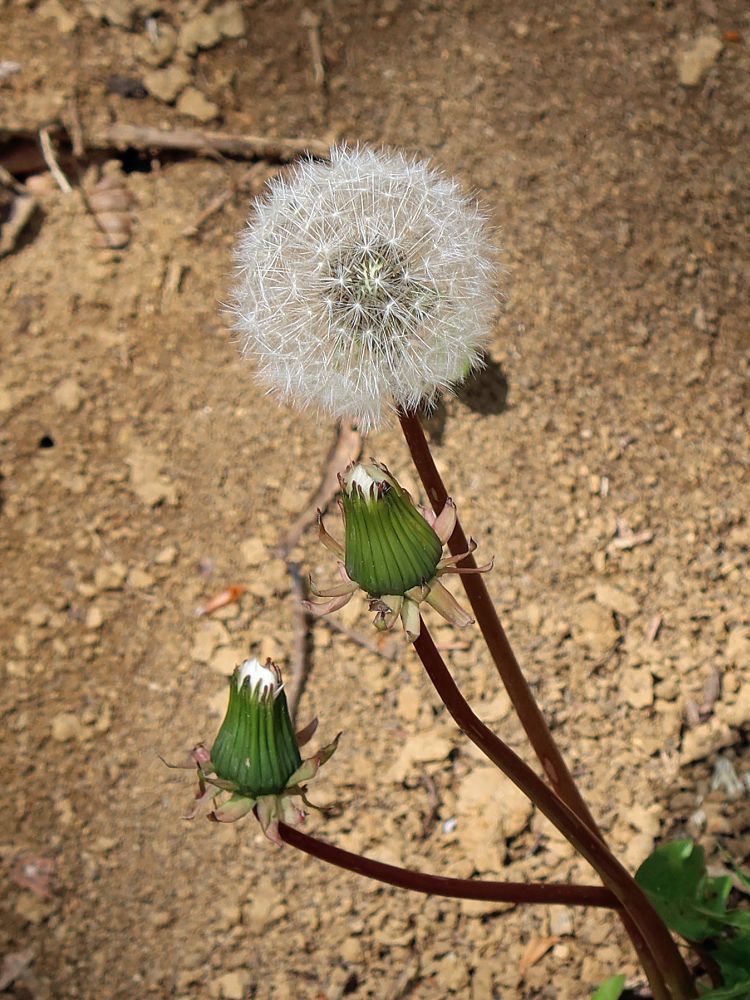 Pusteblume