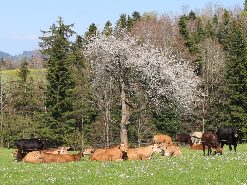 Kuhherde unterm blühenden Baum