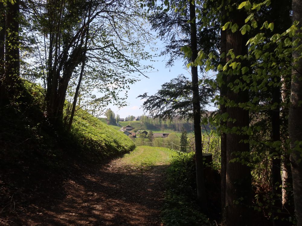 Wanderweg bei Tobel