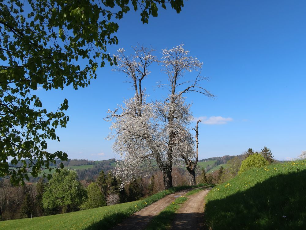 blühender Baum