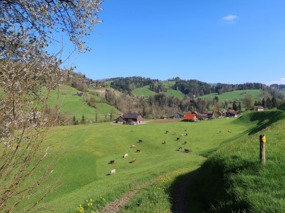 Kuhweide bei Rennen