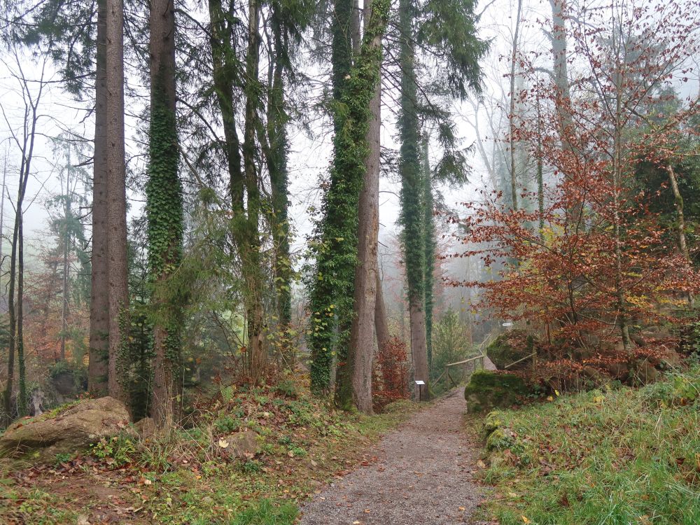 Waldweg