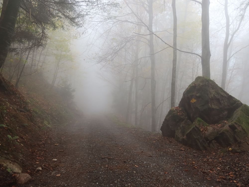 Waldweg im Nebel