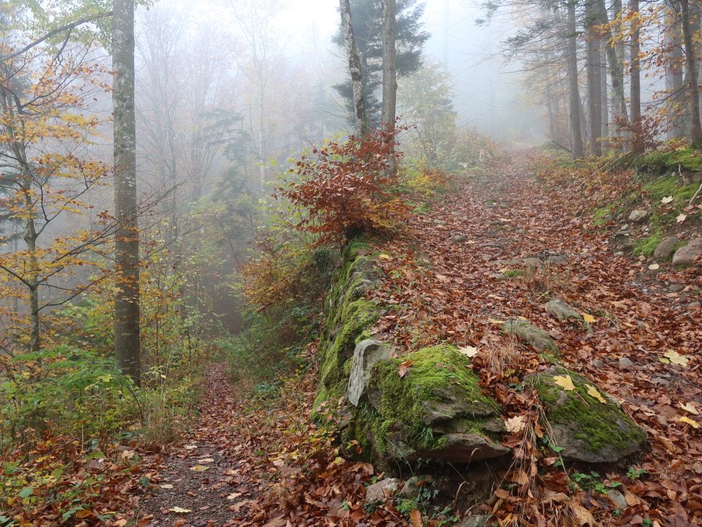 Waldweg