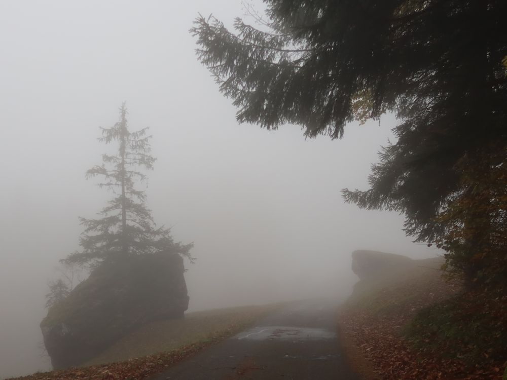 Tanne auf Fels im Nebel