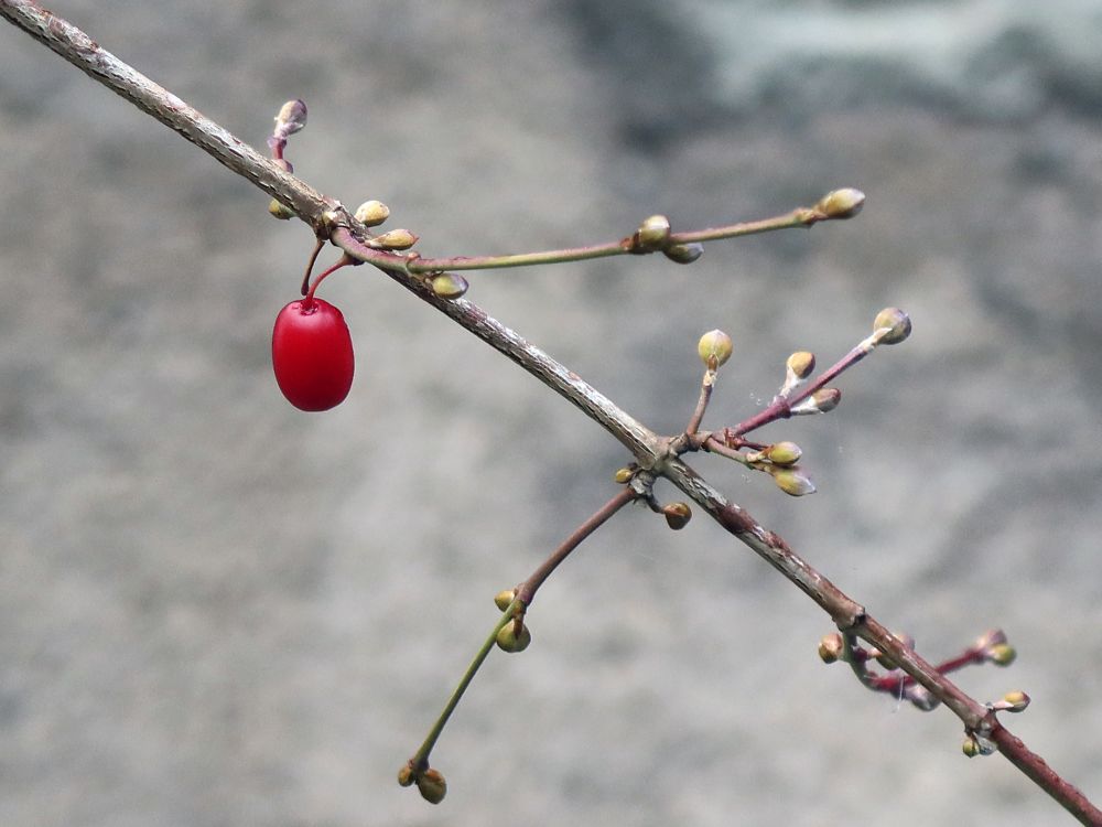 Frucht und Knospen