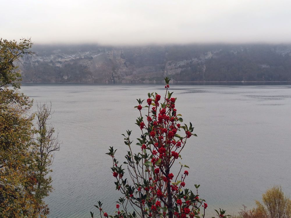 rote Beeren am Walensee