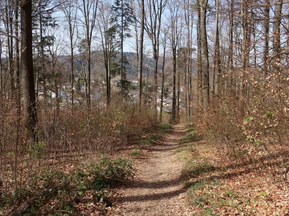 Waldweg im Koppenholz