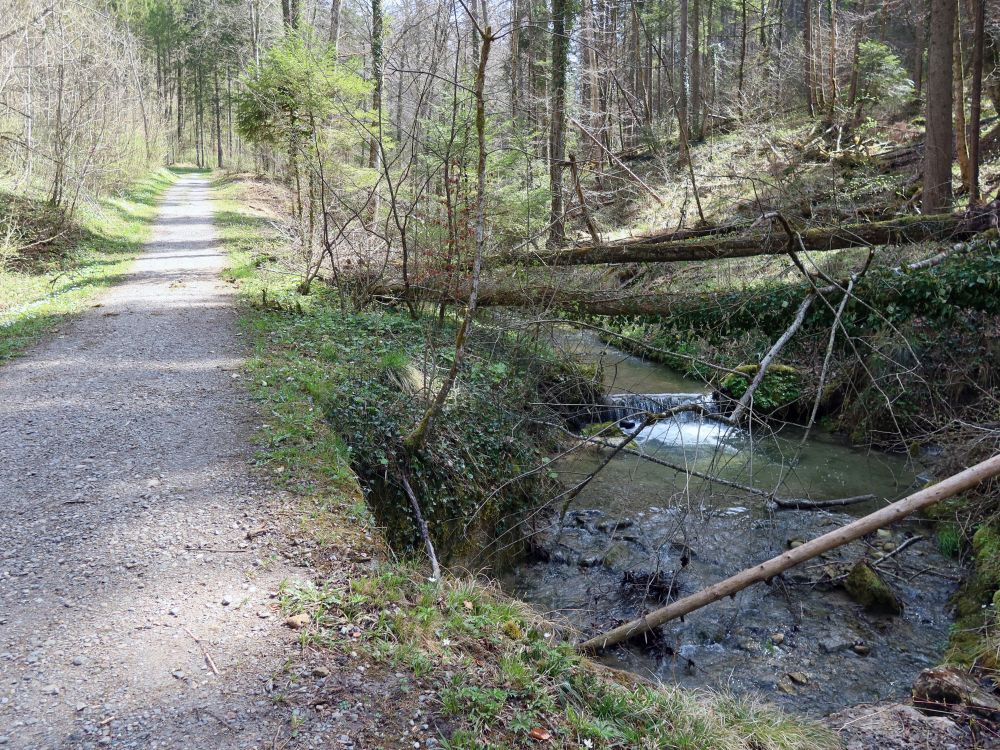 Pfad am Bäntalbach