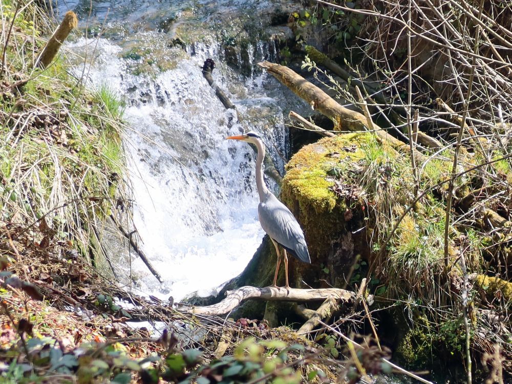 Reiher am Wasserfall