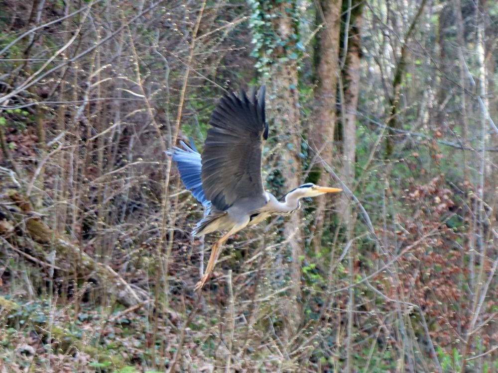 Reiher im Flug