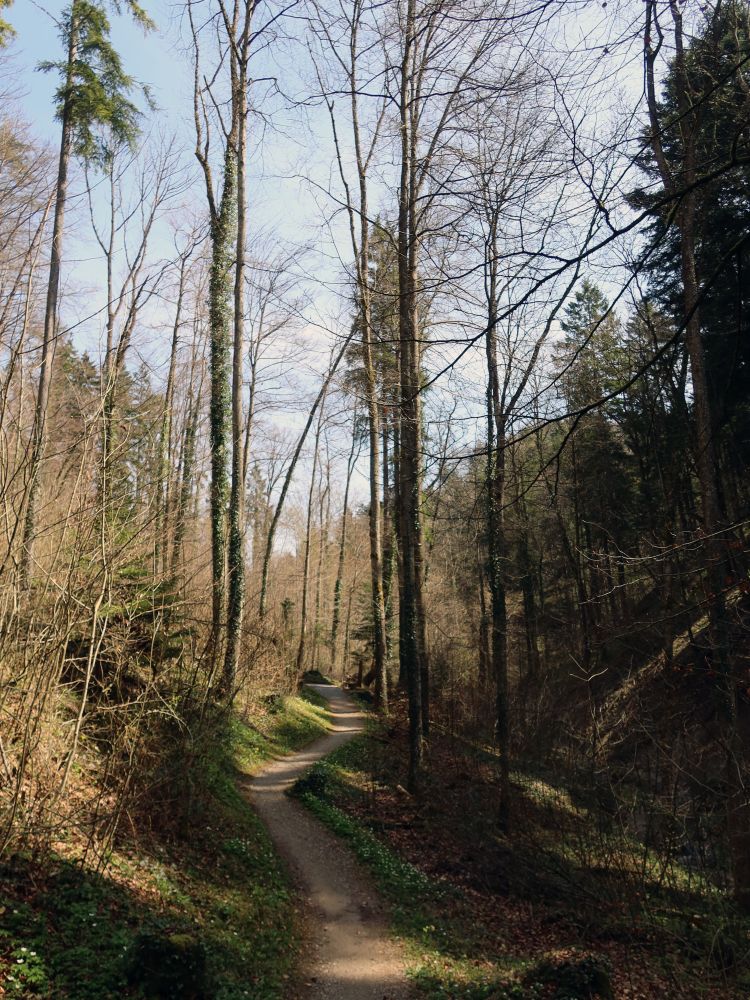 Pfad im Röhrlitobel