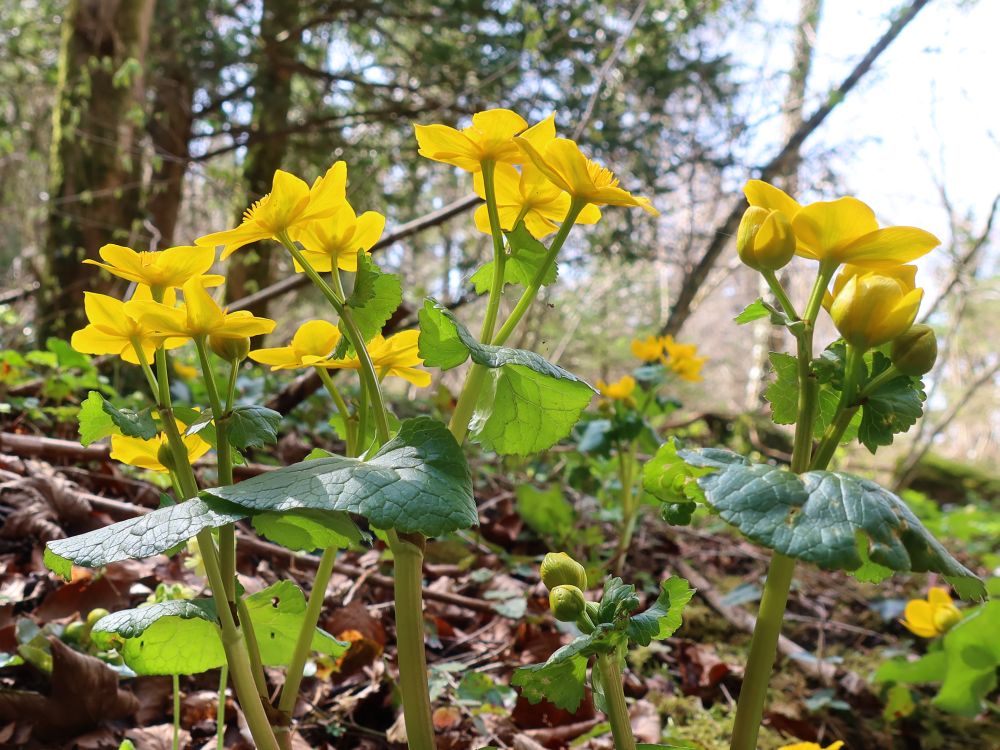 Sumpfdotterblumen