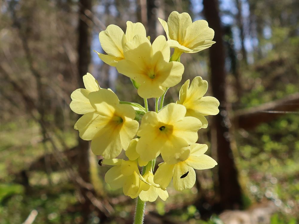 Schlüsselblumen