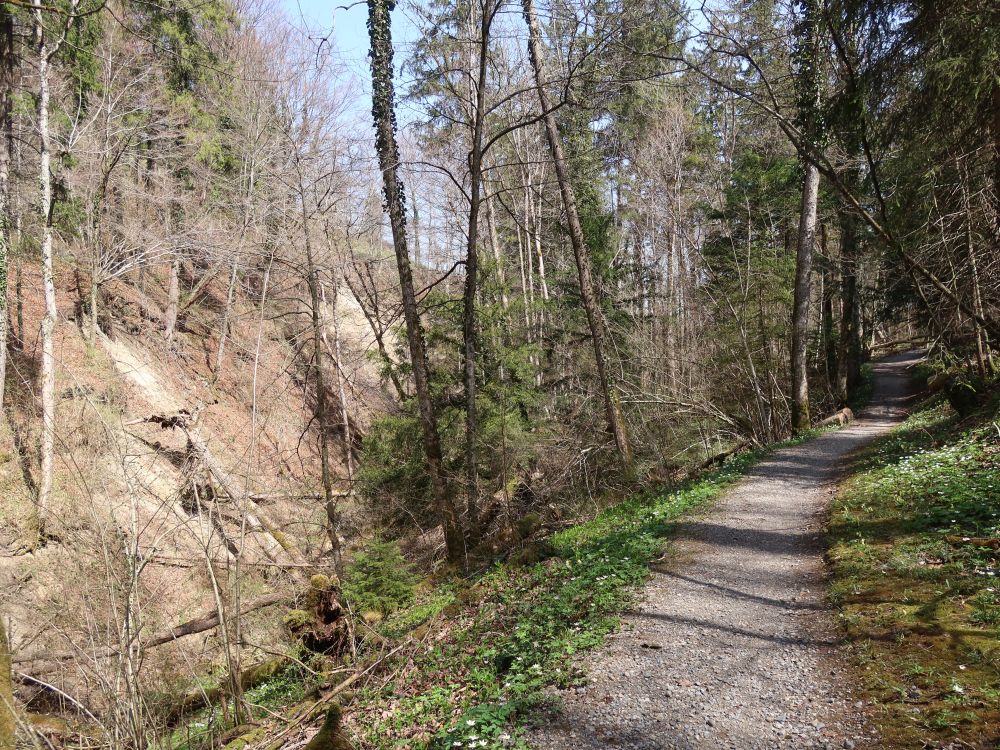 Pfad im Röhrlitobel