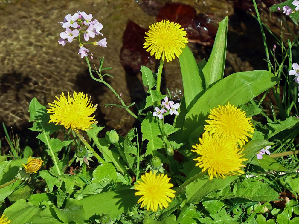 Löwenzahn und Wiesen-Schaumkraut