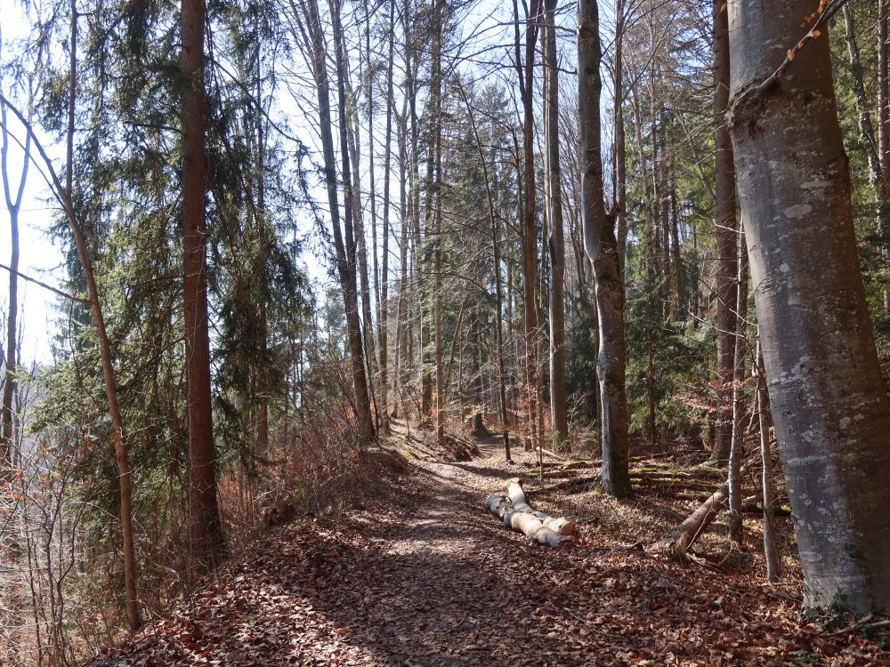 Waldweg