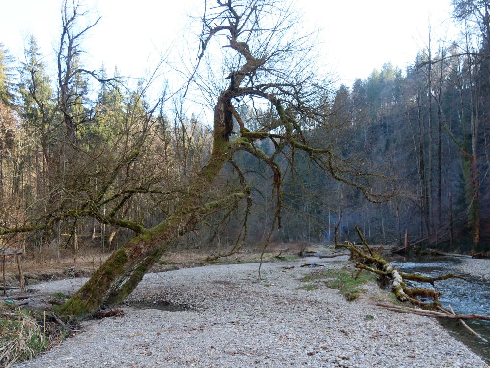 morscher Baum an der Glatt