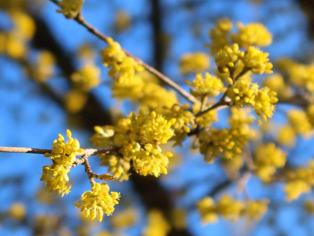 Blüten der Kornelkirsche