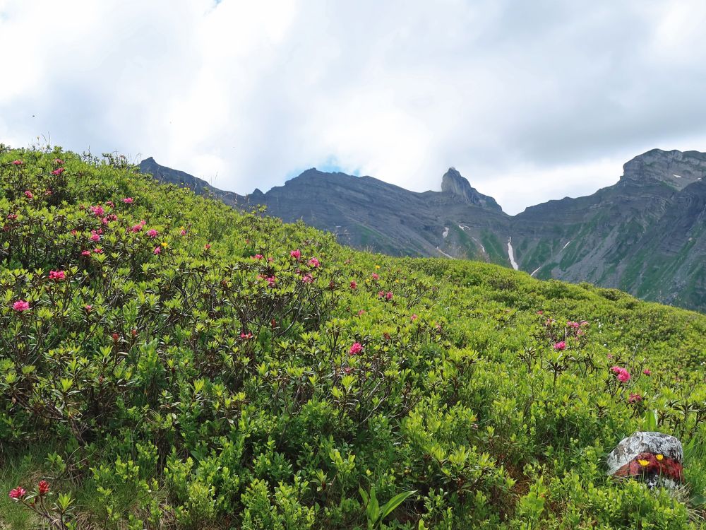 Alpenröschen