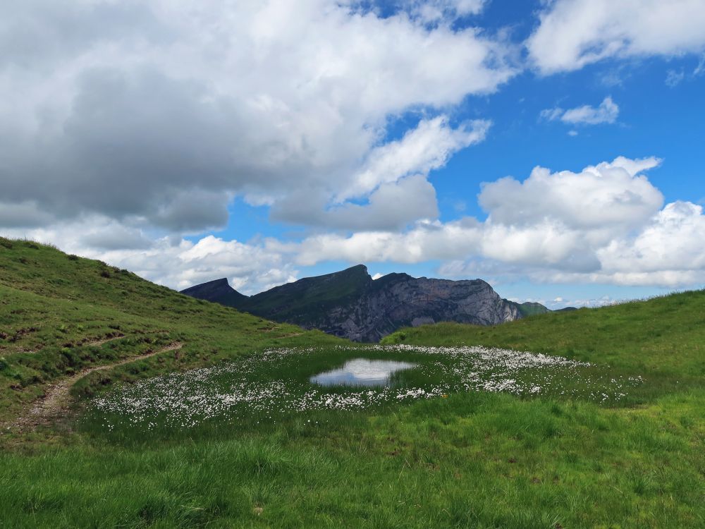 Tümpel mit Wollgras und Biet