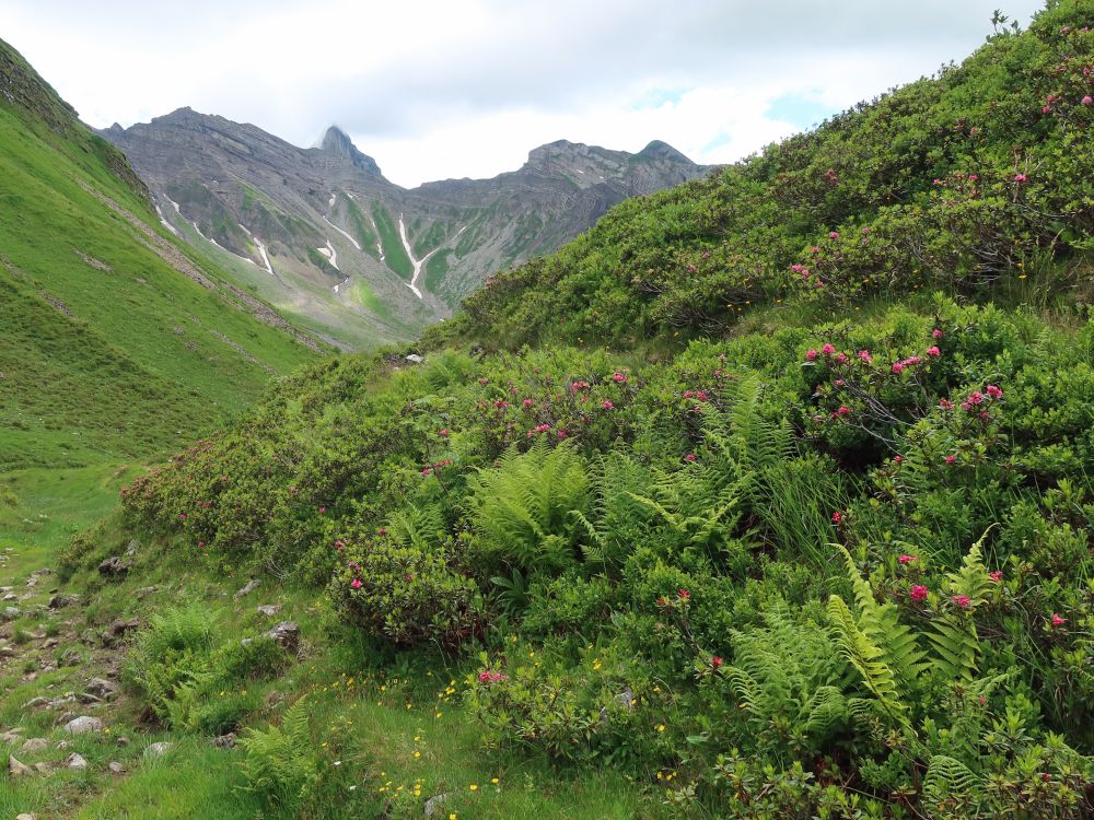 Farn und Alpenröschen