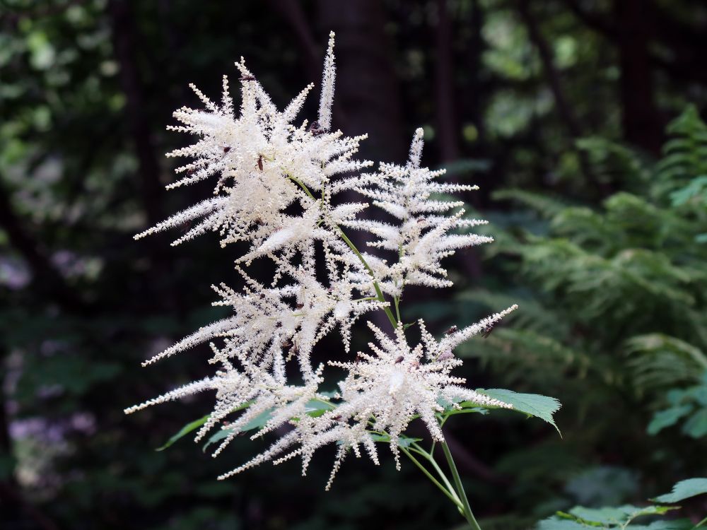 Wald-Geissbart