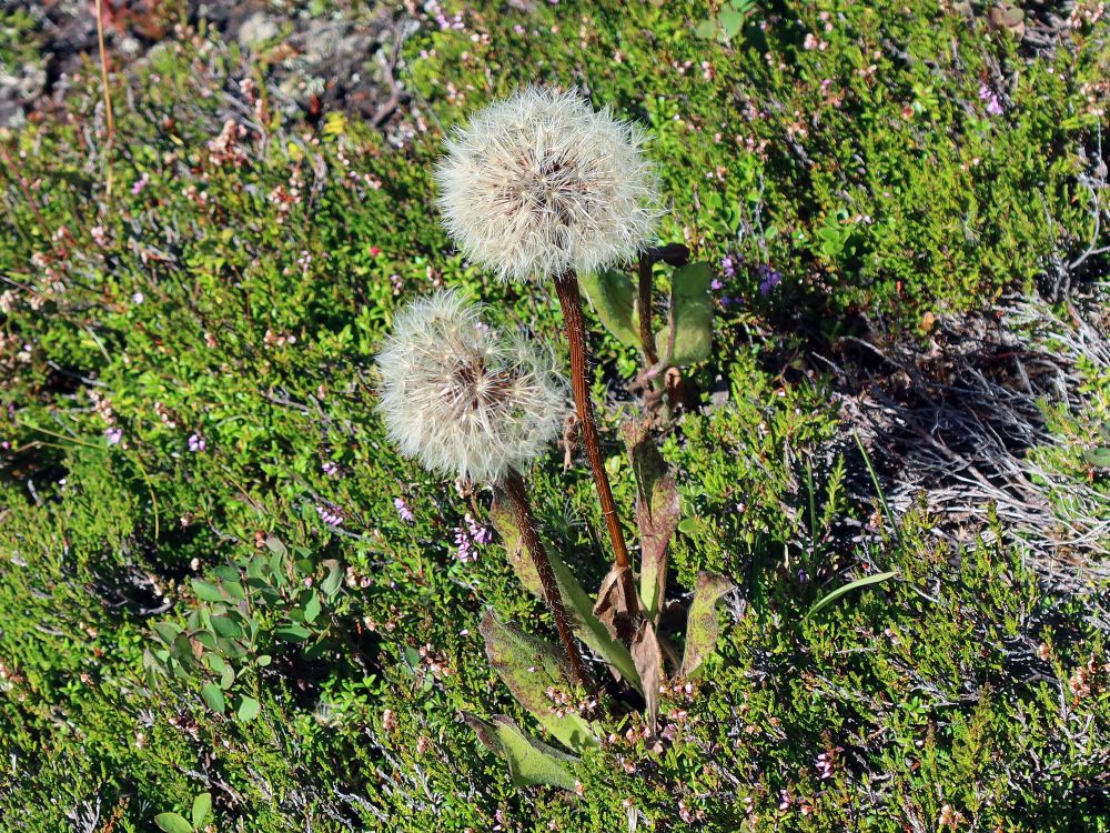 Pusteblume