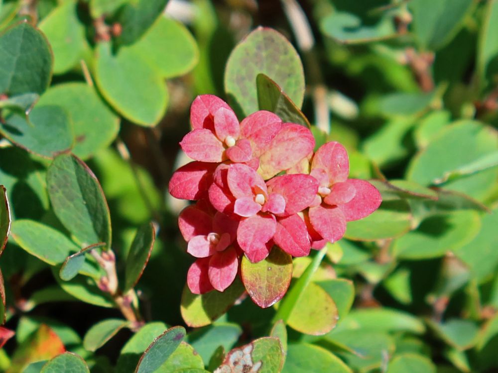 Blüte Rauschbeere