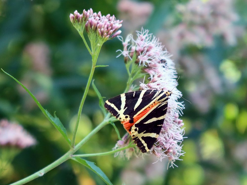 Schmetterling Russischer Bär