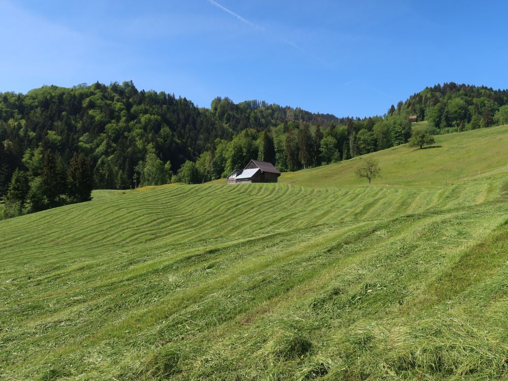 gemähte Wiesen