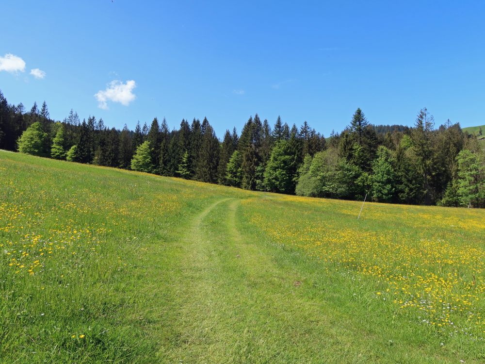 Wiesenpfad bei Wierlrgg