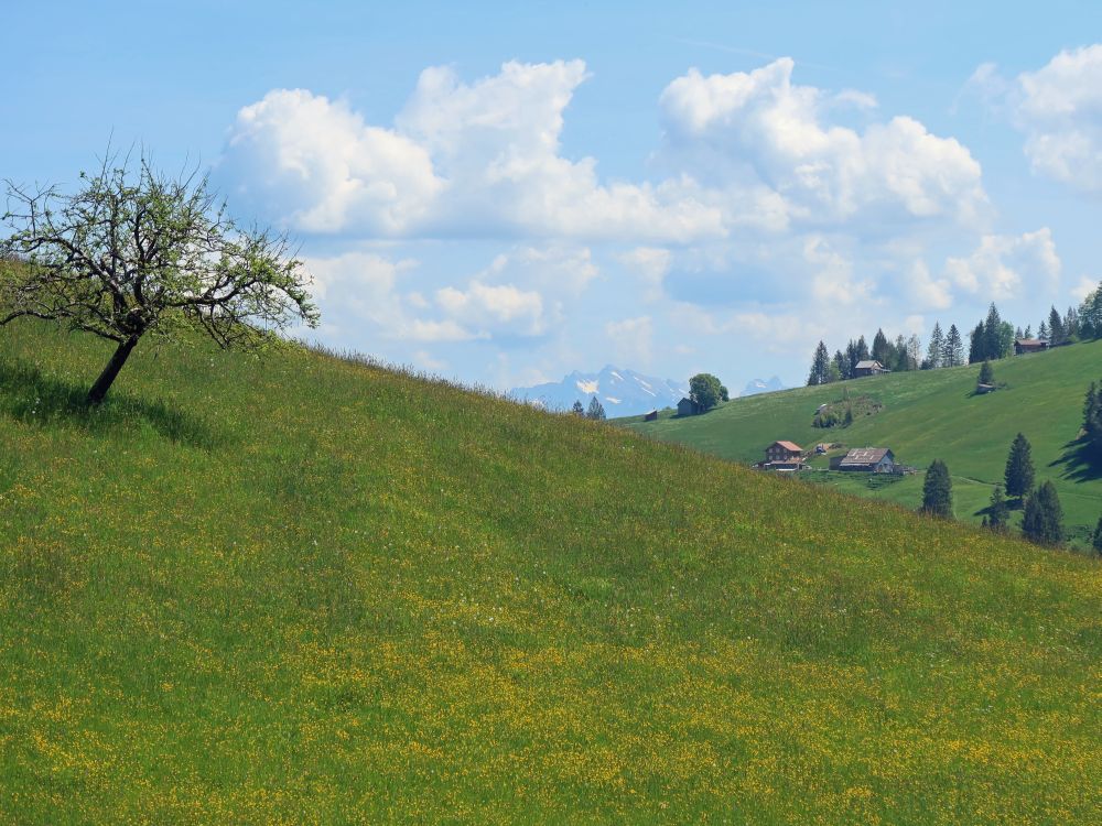 Blumenwiese mit Säntis