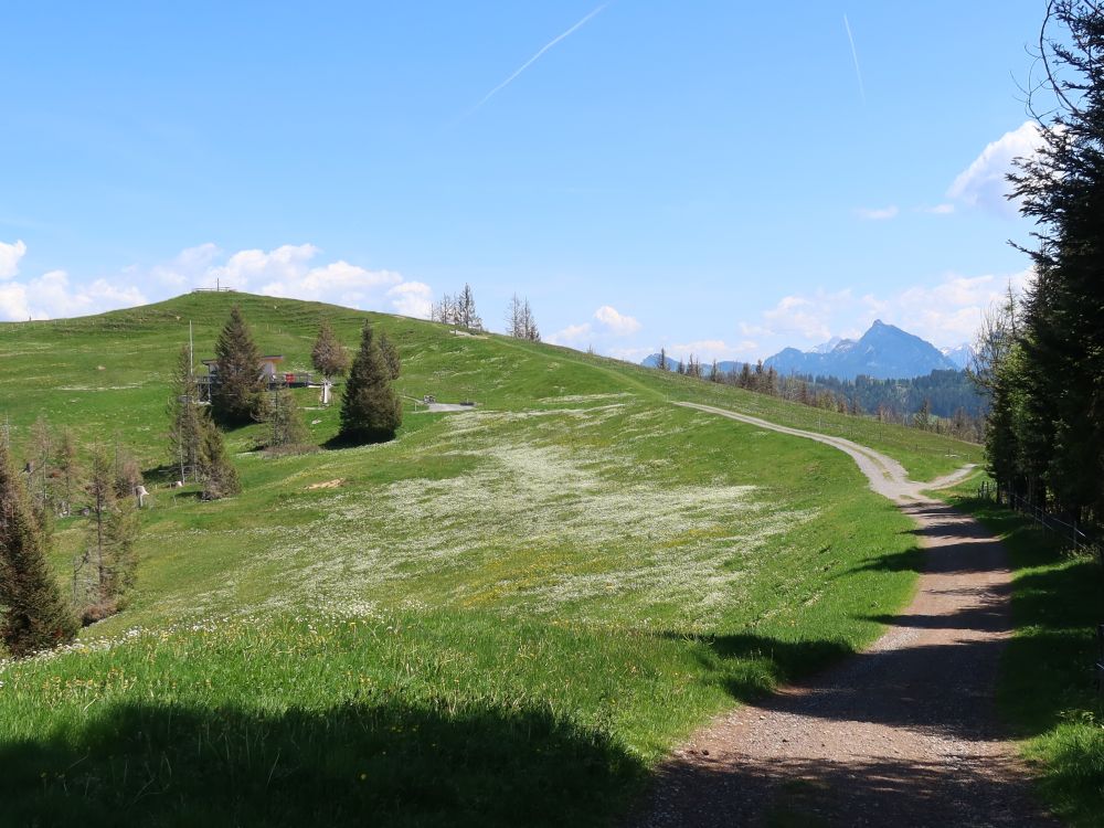 Blumenwiese am Stöcklichrüz