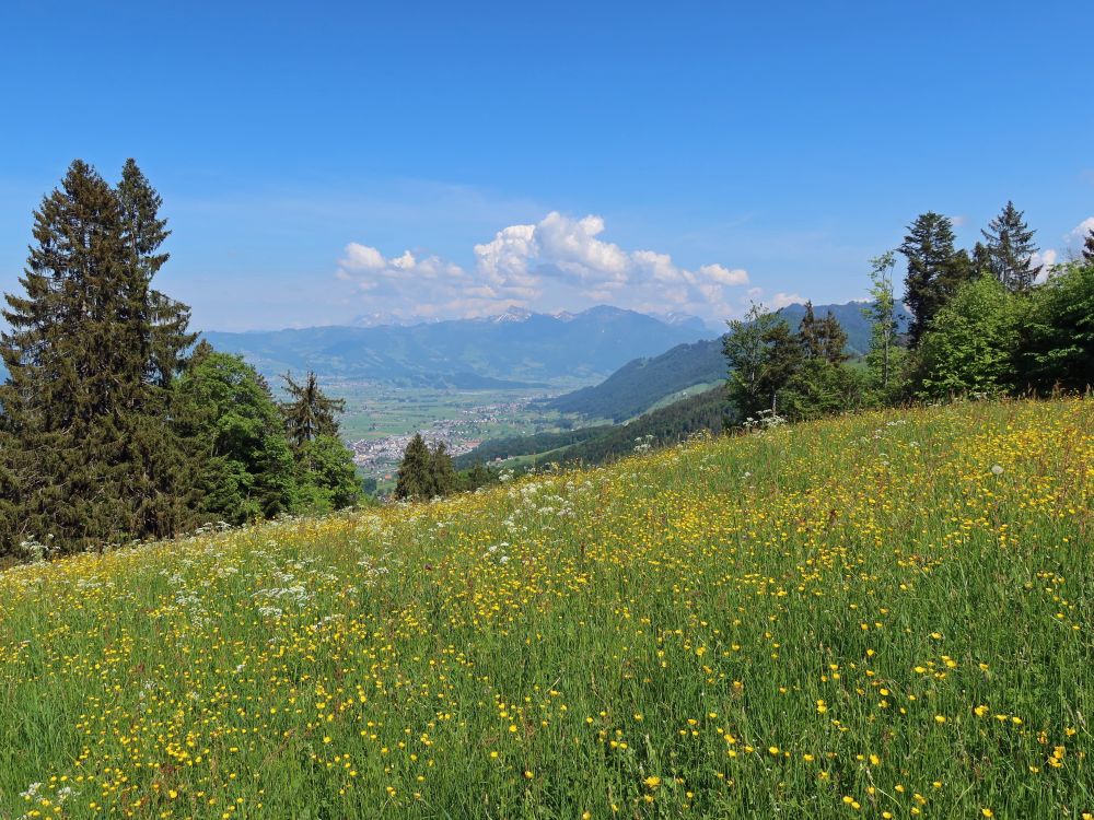 Blumenwiese und Säntis