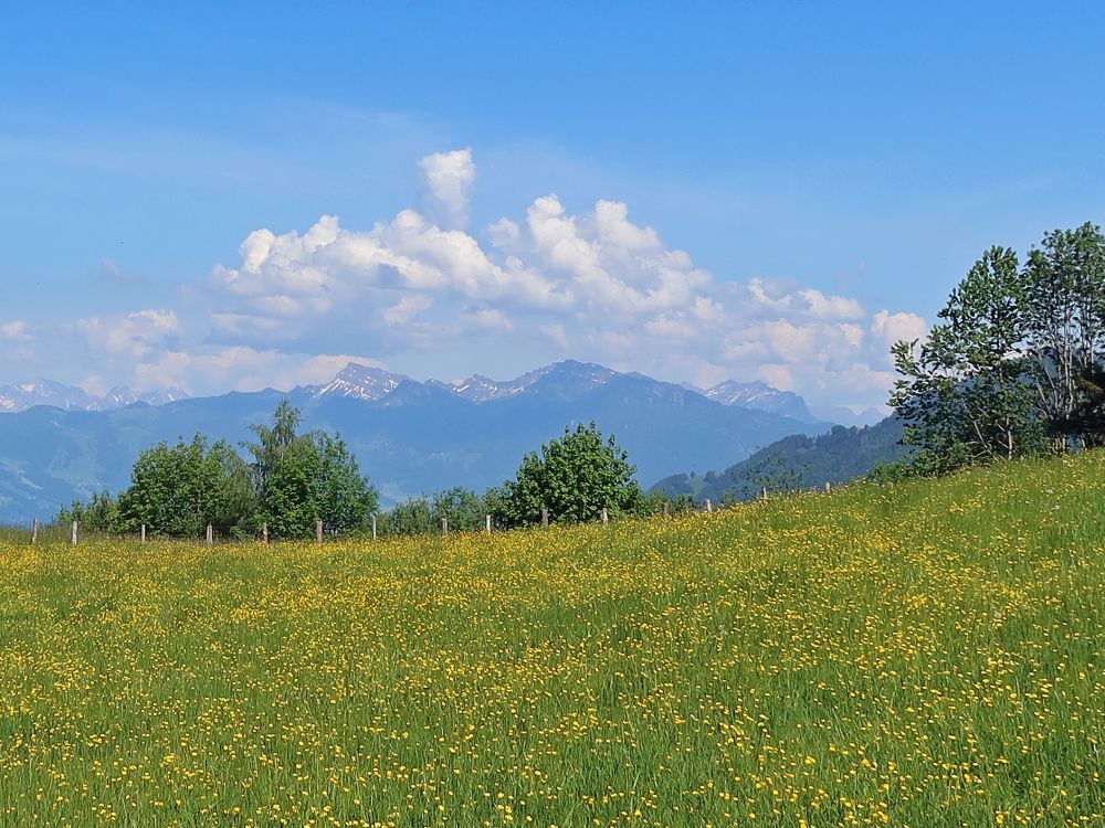 Blumenwiese mit Speer