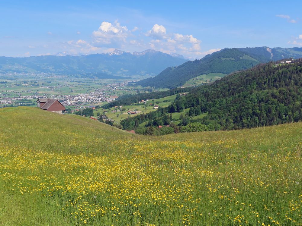 Blumenwiese und Blick Zum Säntis