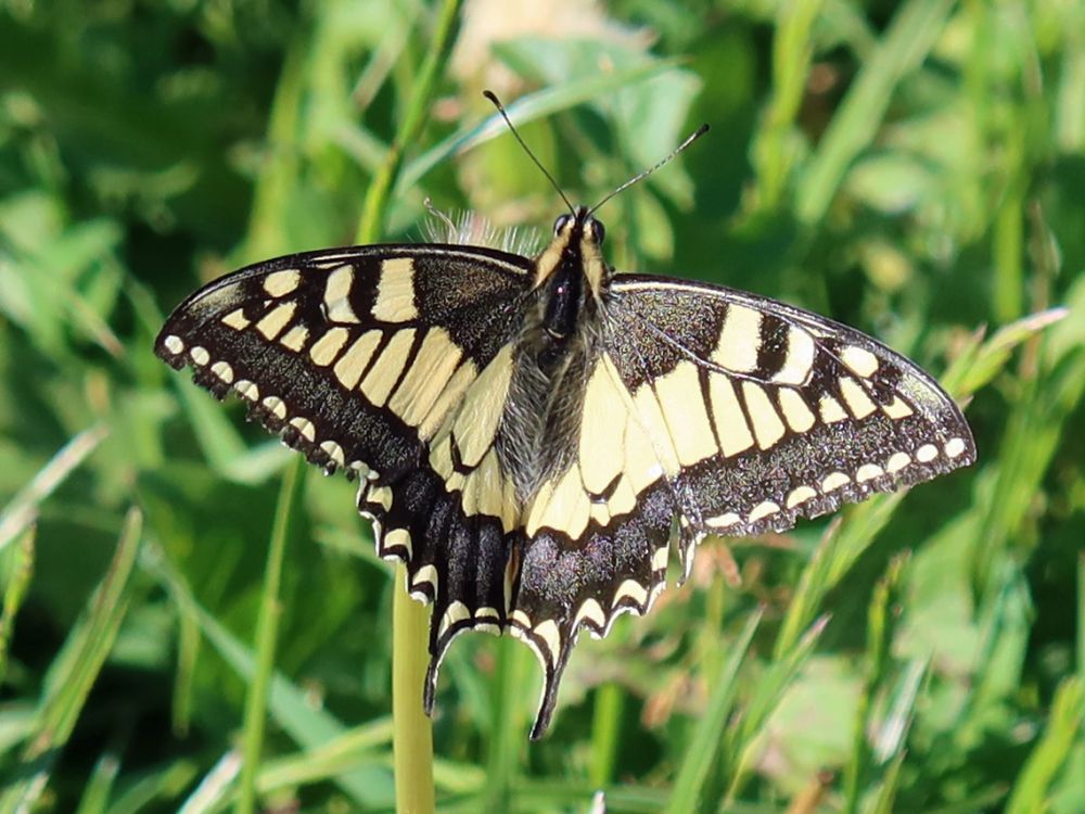 Schmetterling Schwalbenschwanz