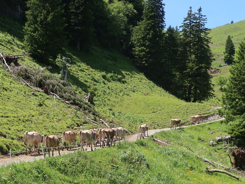 Huhherde auf Wanderweg